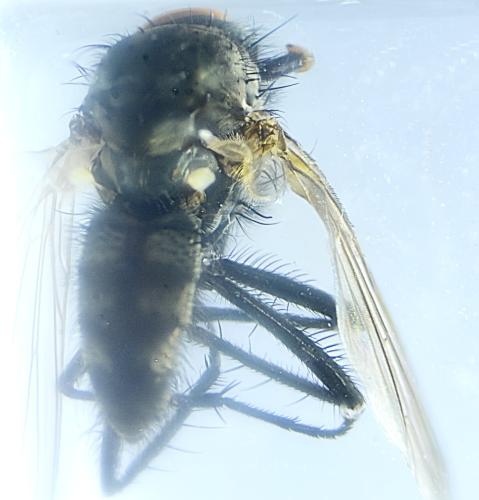 Delia platura